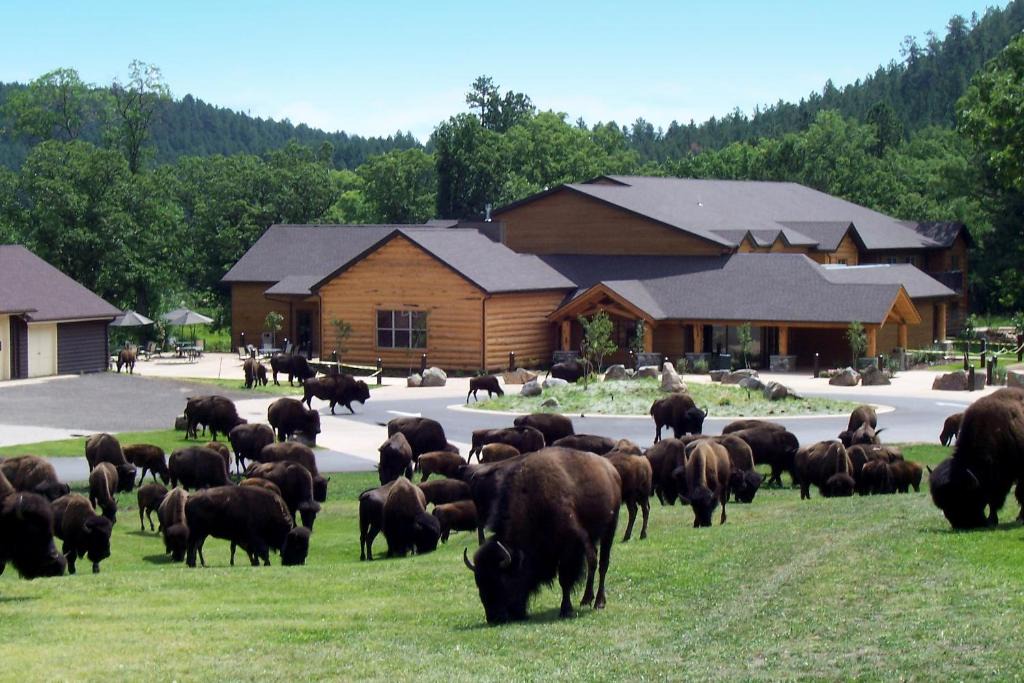 Custer Cabin | Creekside Lodge at Custer State Park Resort