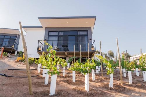 Valle de Guadalupe Bed & Breakfast | Starlight king bungalow 6