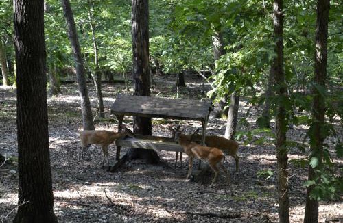 Eureka Springs Hotel | Apple Blossom Inn