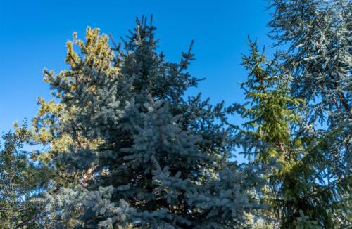 River West House | Bluebird Day - Treetop Studio