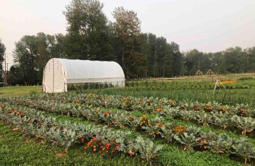 Bozeman Other | Bodhi Farms