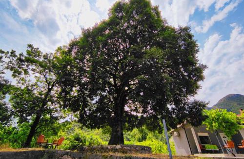 Karuc House | Celtis Shade House