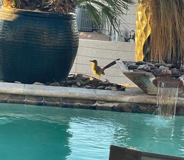 Lake Havasu City House | Cypress House Modern Luxury-Lake Views-Pool-RV Boat Garage