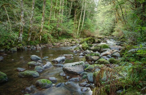 Rhododendron House | Moondance Cabin - Meredith Lodging