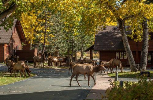 Estes Park Resort | Rams Horn Village Resort