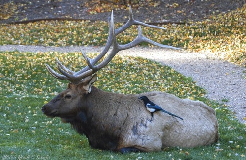 Estes Park Apartment | Single room suite, king bed, jetted tub close to Estes Park