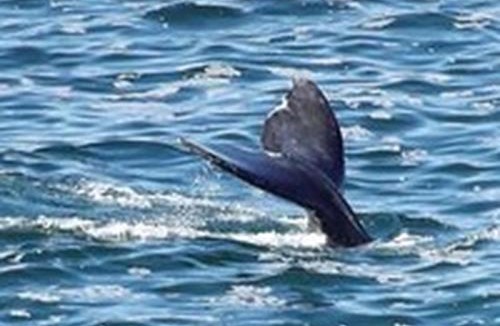 Depoe Bay House | Whale Pointe