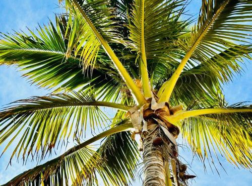 Casa De Las Mobulas near the beach and pickleball