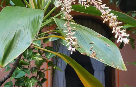 Hotel Posada San Jerónimo
