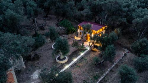 Olive Treasure