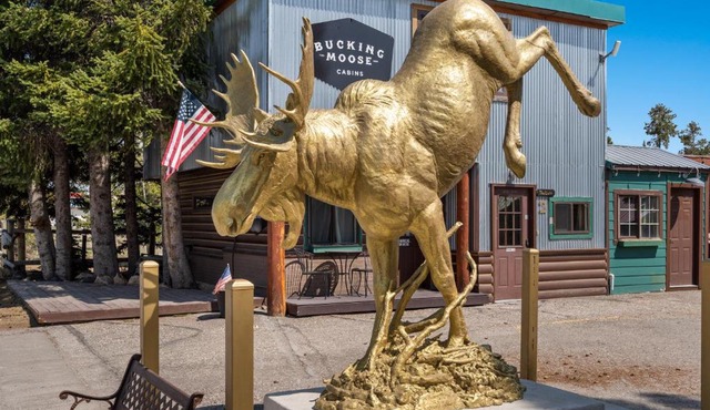 The Bucking Moose