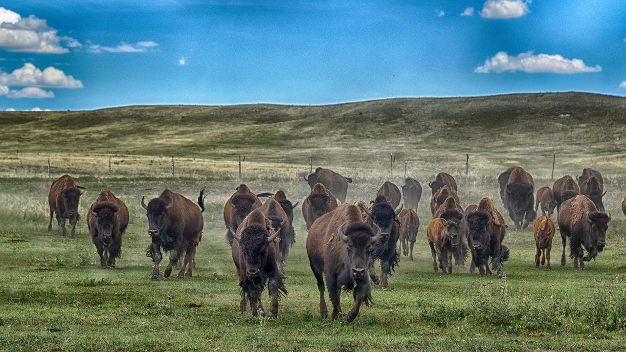Photo of Others in Cheyenne