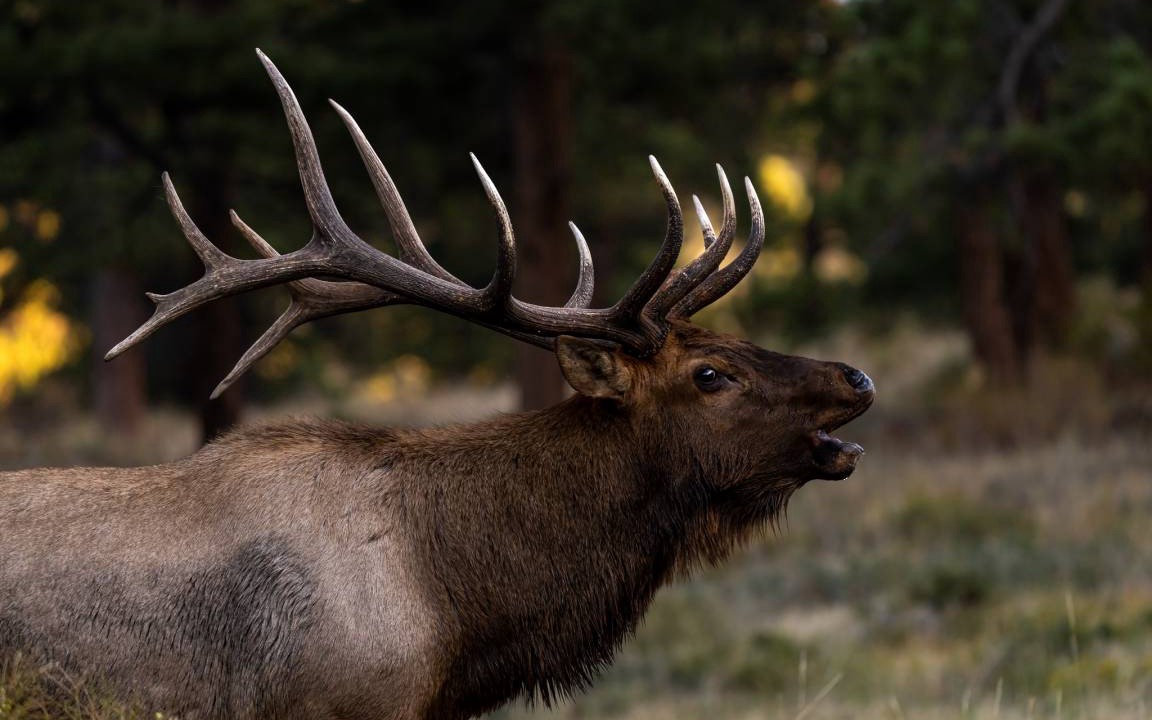 Photo of Others in Estes Park