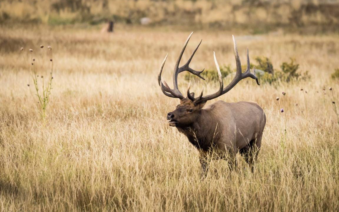 Photo of Others in Estes Park