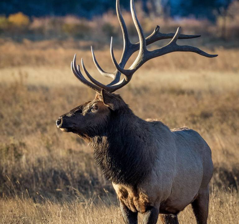 Photo of Others in Estes Park