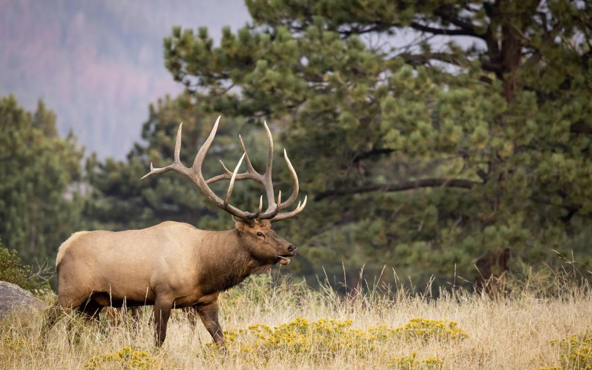 Photo of Others in Estes Park