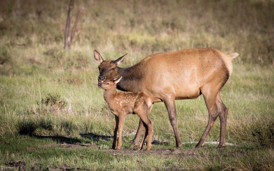 Photo of Others in Estes Park