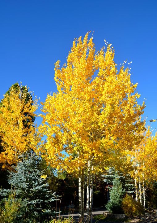 Photo of Outdoor in Teton Pines