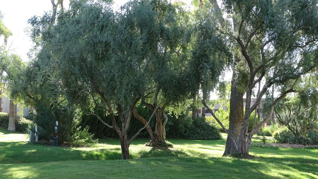 Photo of Outdoor in Village Three