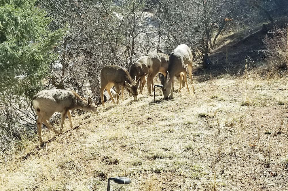 Photo of Others in Cascade-Chipita Park