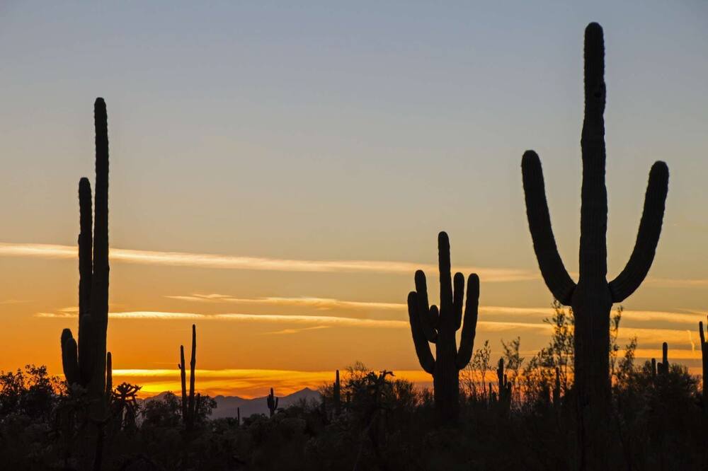 Photo of Others in Pima Meadows