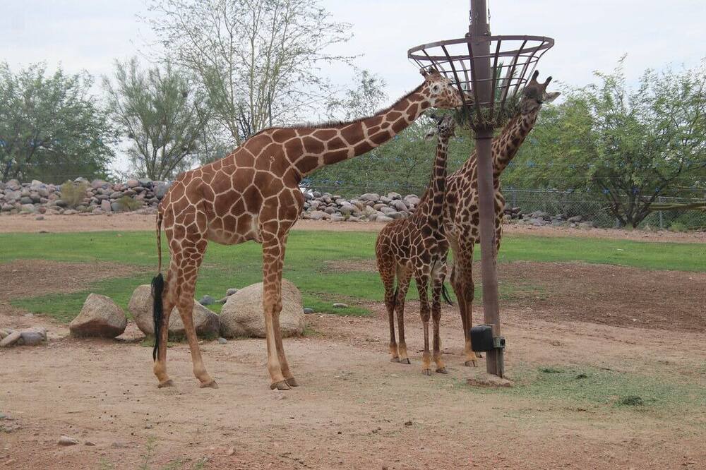 Photo of Others in South Scottsdale