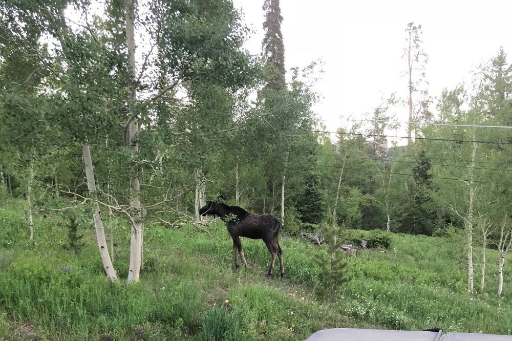 Photo of Others in Wildernest