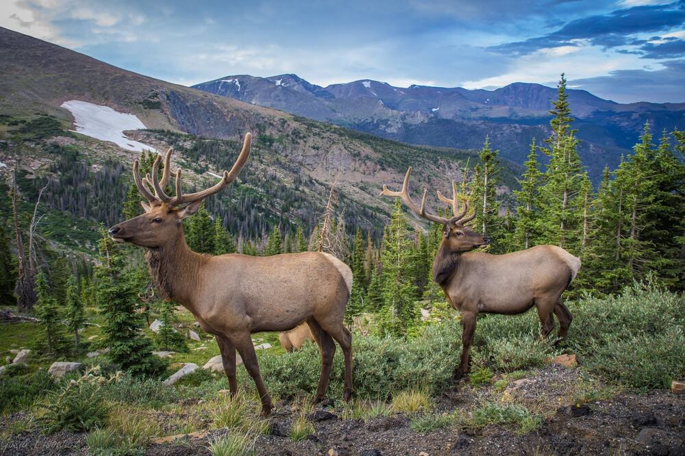 Photo of Others in Estes Park