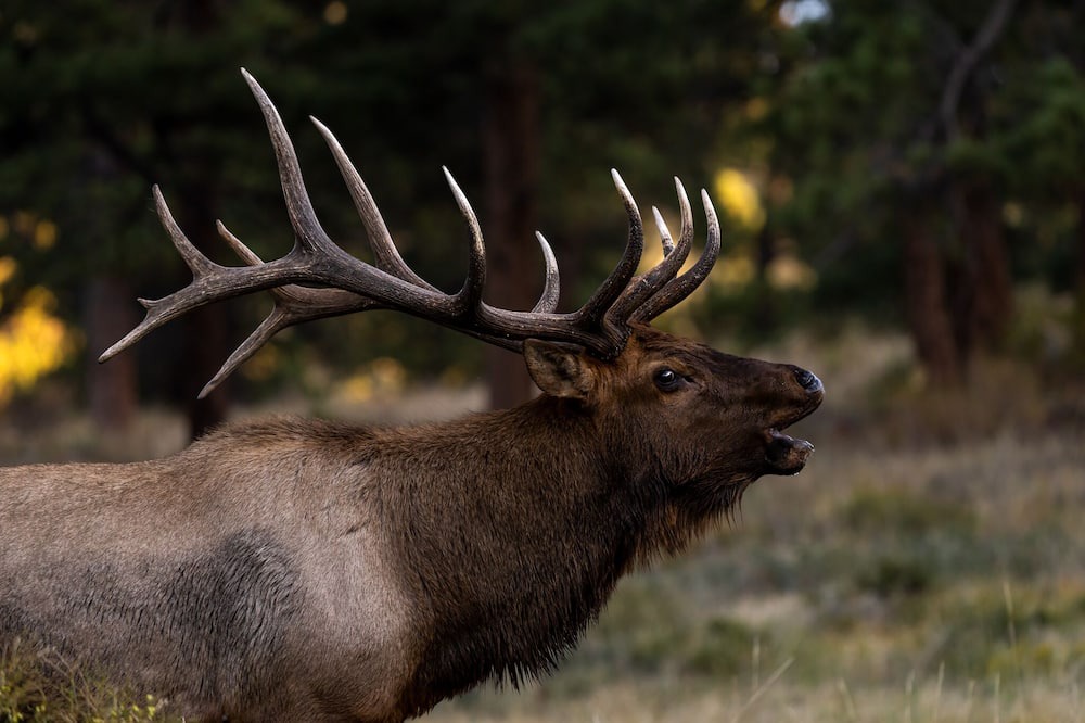 Photo of Others in Estes Park