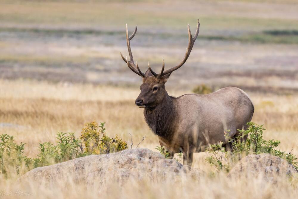 Photo of Others in Estes Park