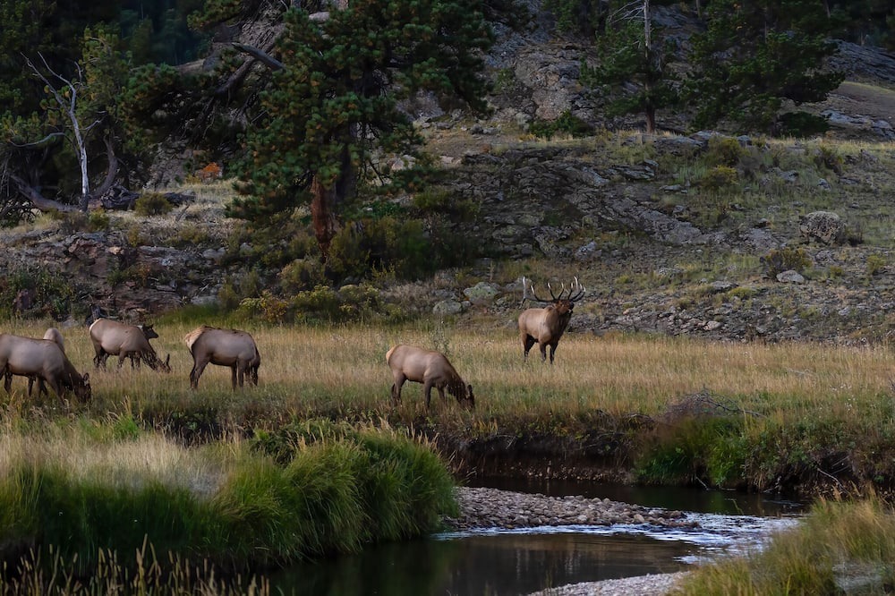 Photo of Others in Estes Park