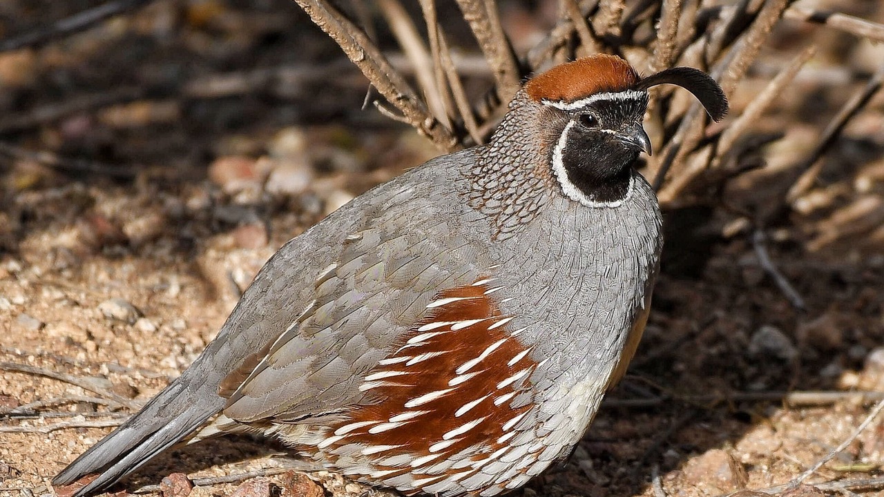 Photo of Others in Rancho Vistoso