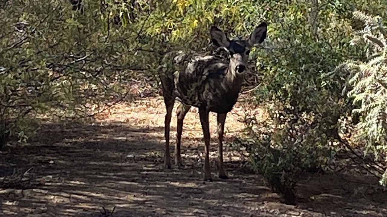 Photo of Others in Rancho Vistoso