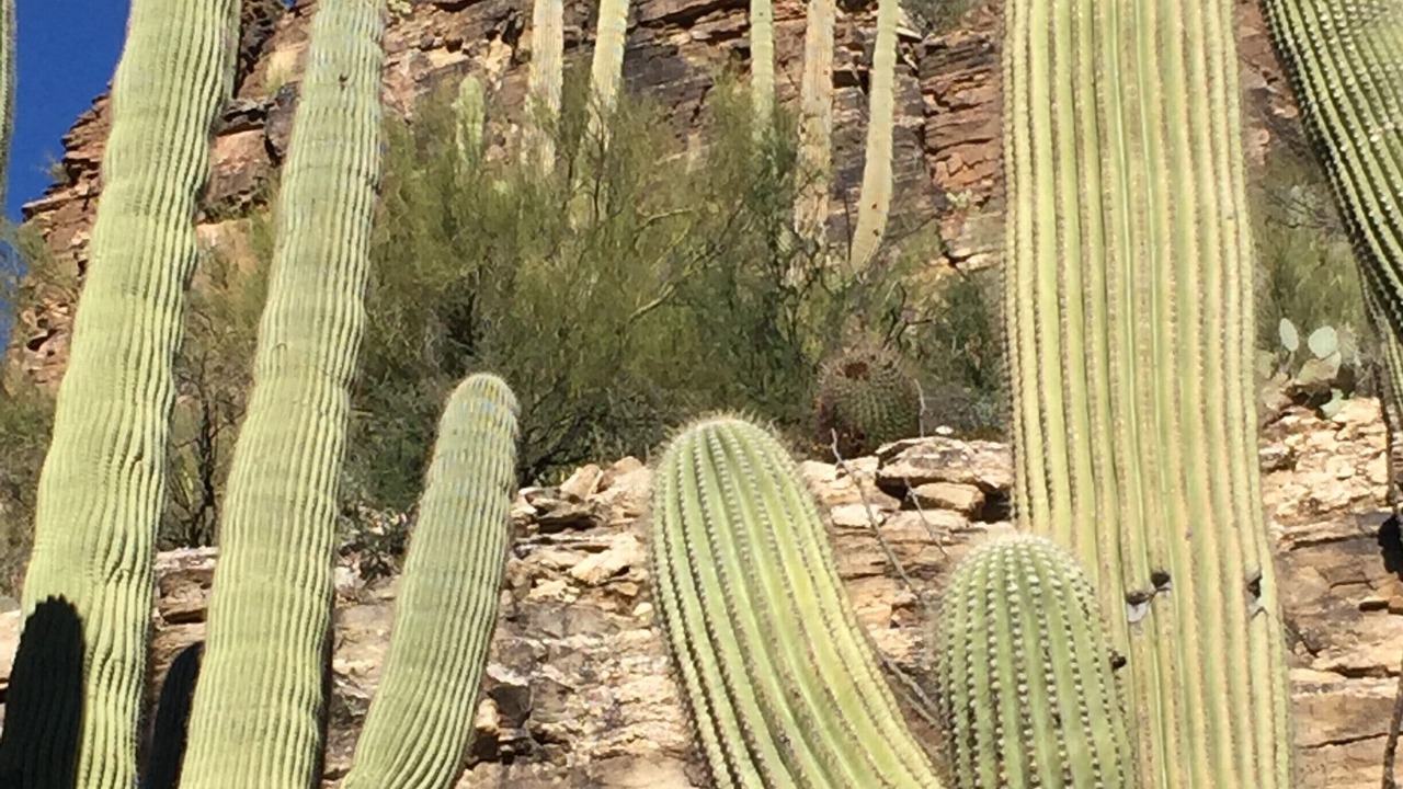 Photo of Outdoor in Tucson