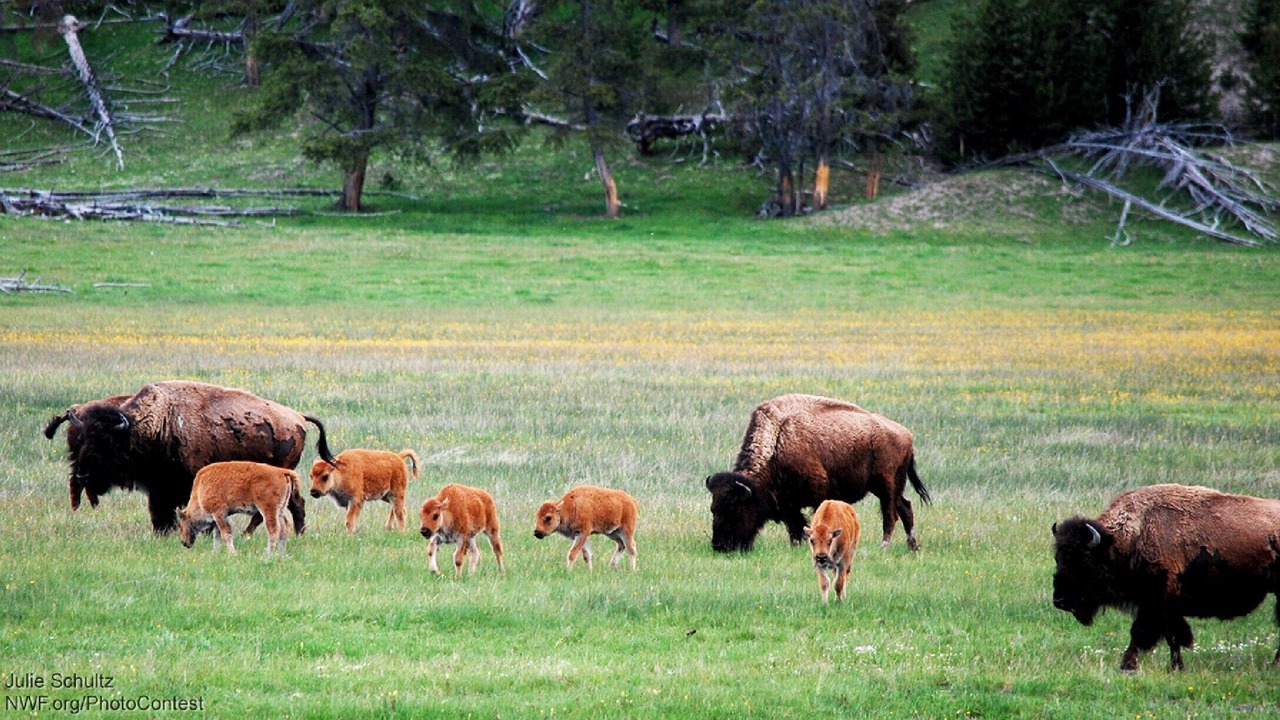 Photo of Outdoor in West Yellowstone