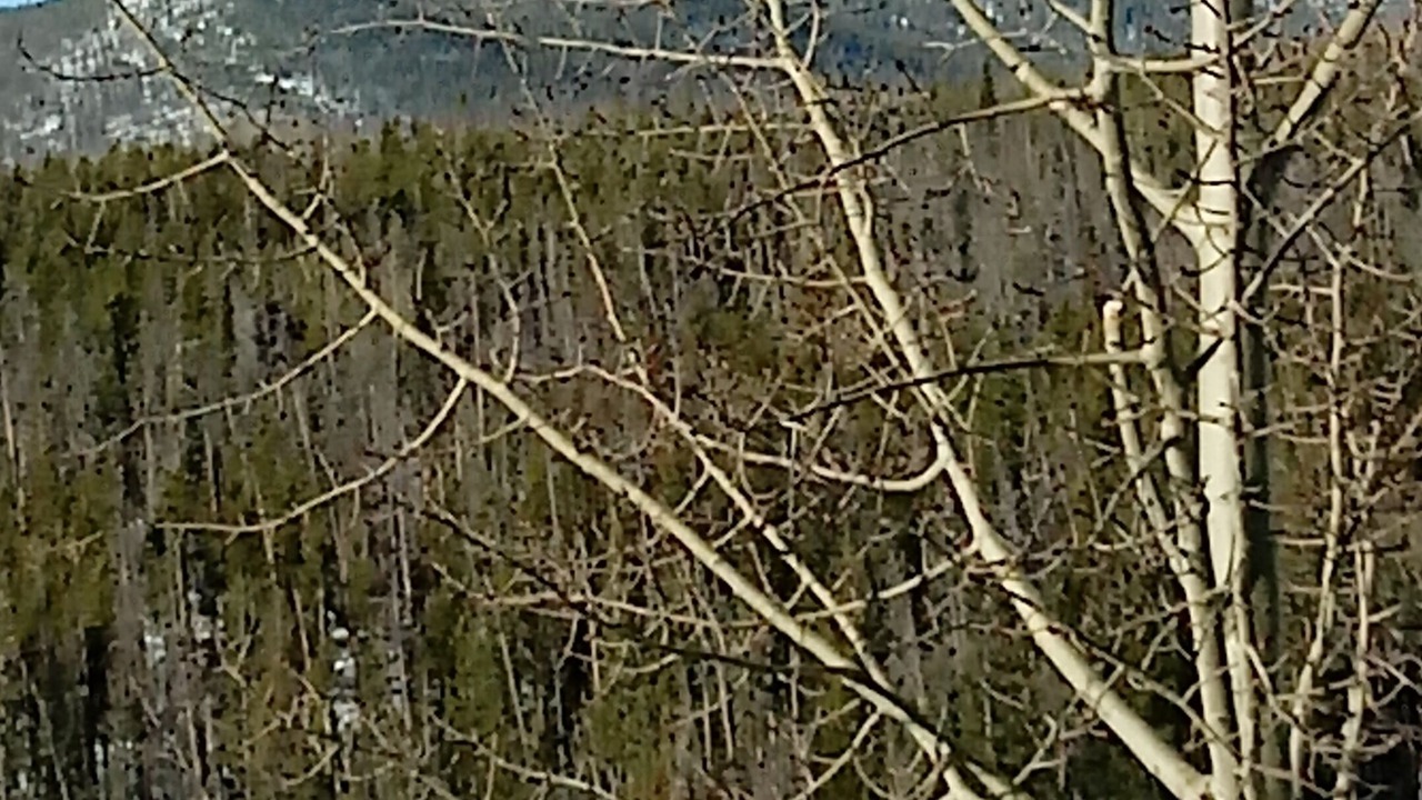 Photo of Others in Wildernest
