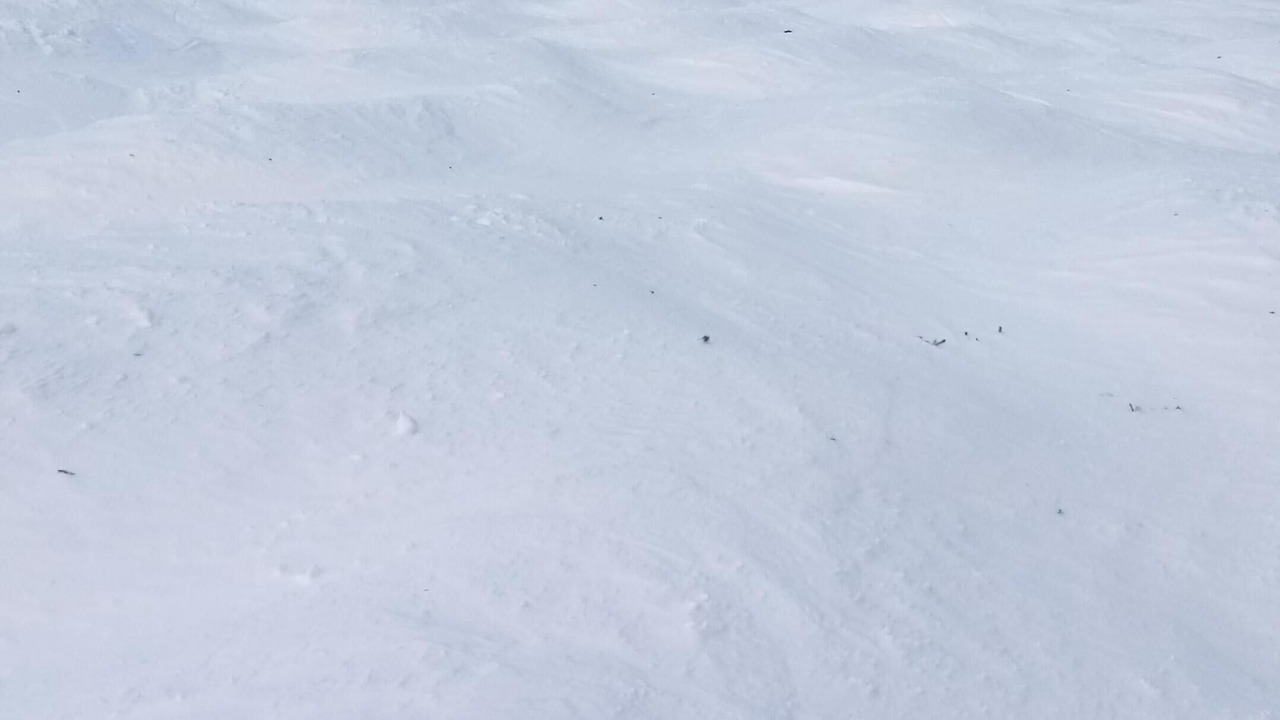 Photo of Others in Wildernest