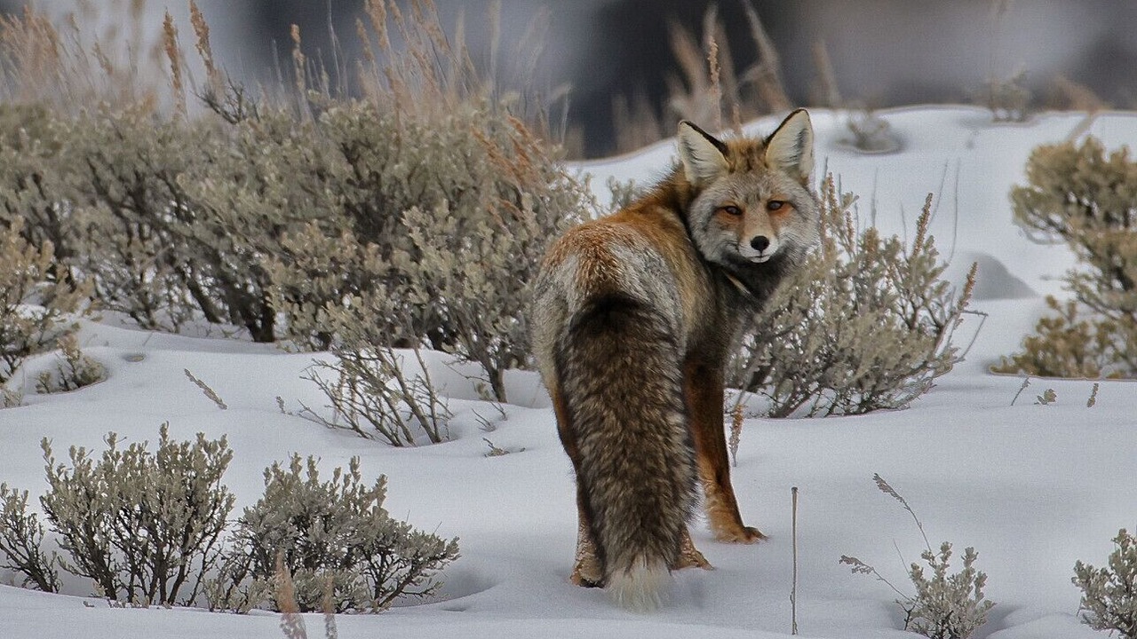 Photo of Others in Sublette County