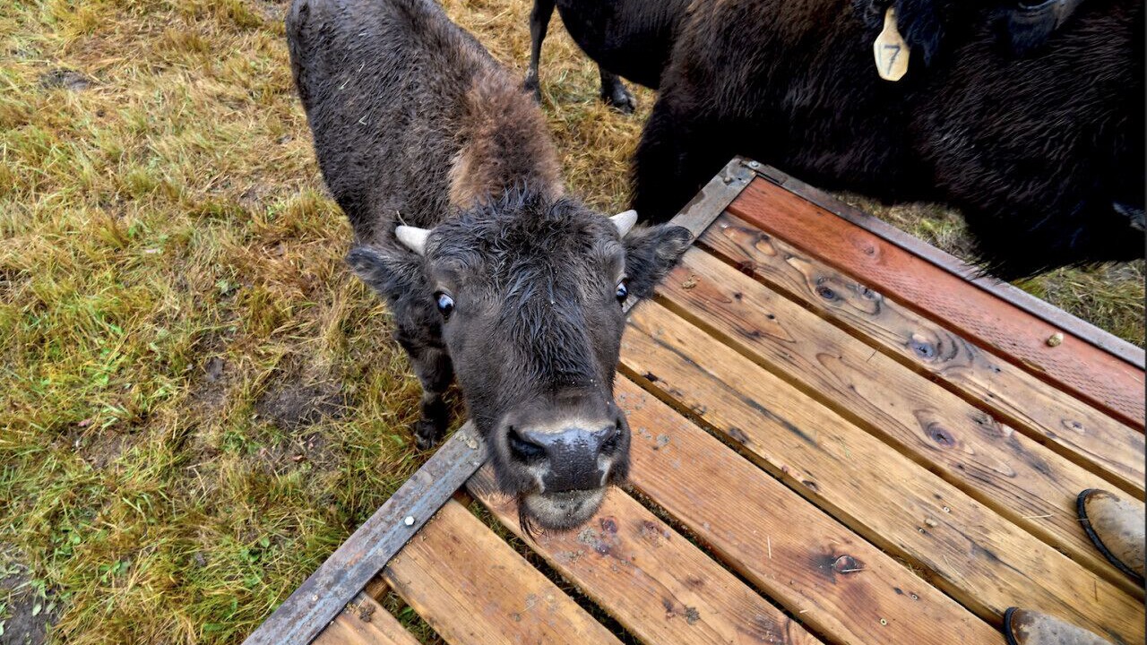 Photo of Others in Sublette County