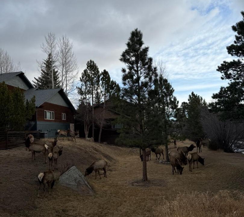 Photo of Others in Estes Park