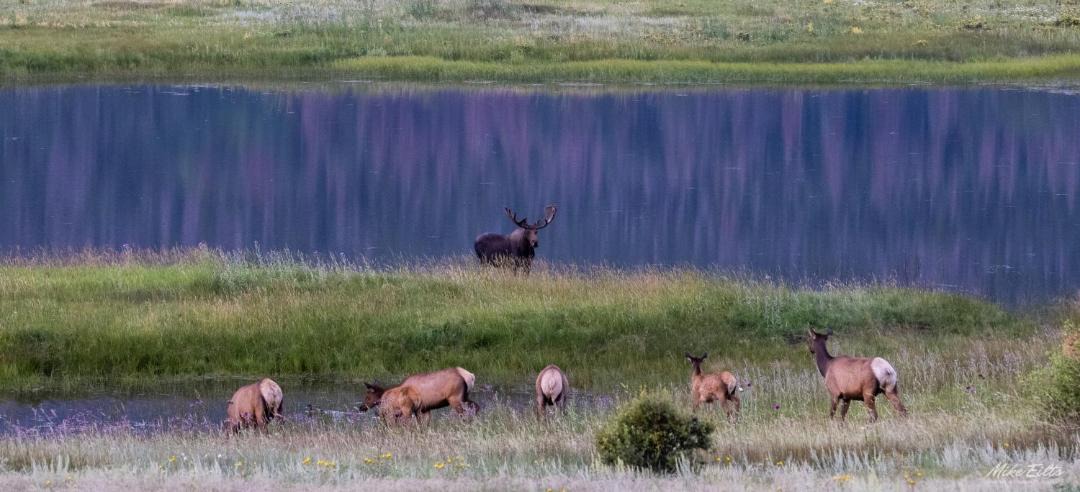 Photo of Others in Estes Park