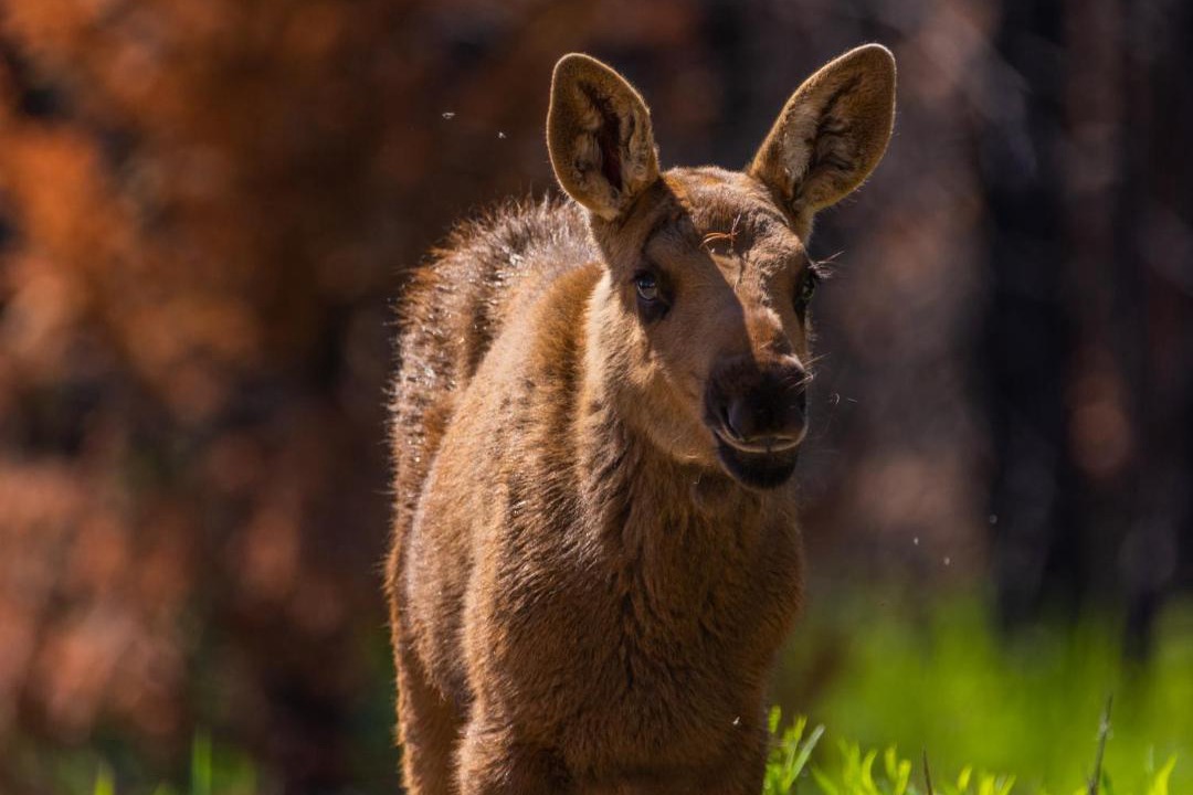 Photo of Others in Estes Park