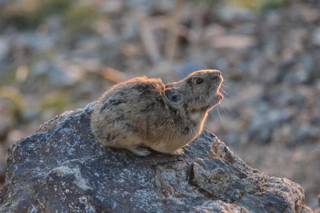 Photo of Others in Estes Park