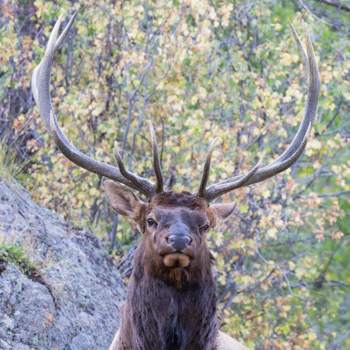 Photo of Others in Estes Park