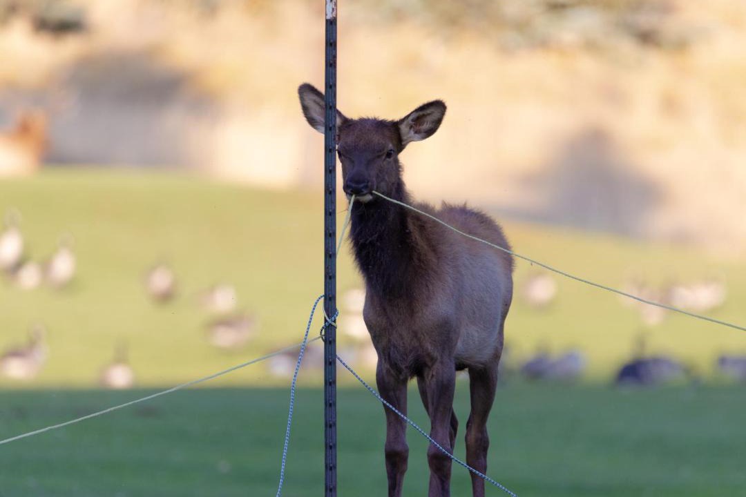 Photo of Others in Estes Park