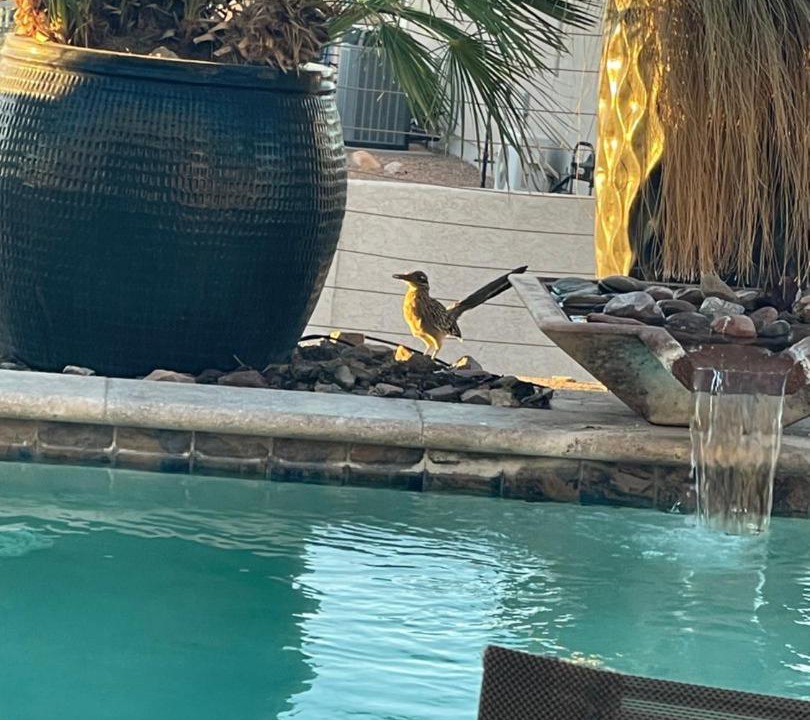 Photo of Others in Lake Havasu City