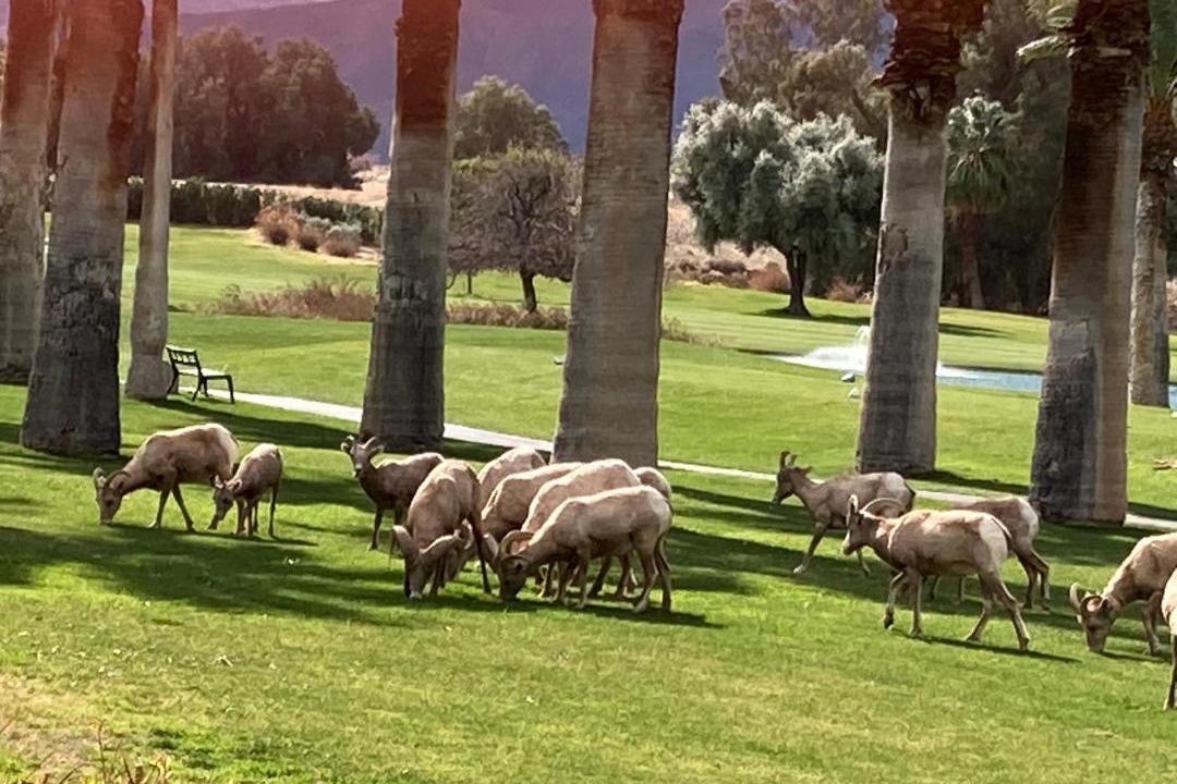 Photo of Others in Borrego Springs