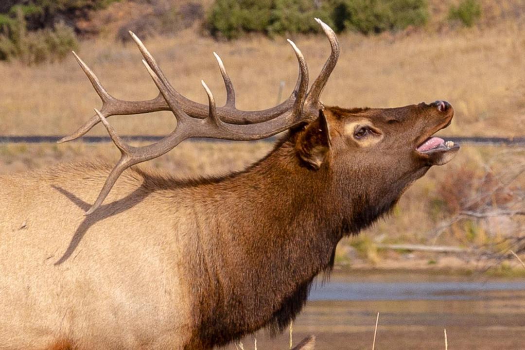Photo of Others in Estes Park