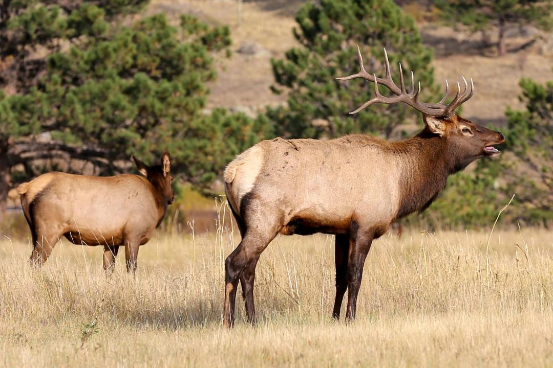 Photo of Others in Estes Park
