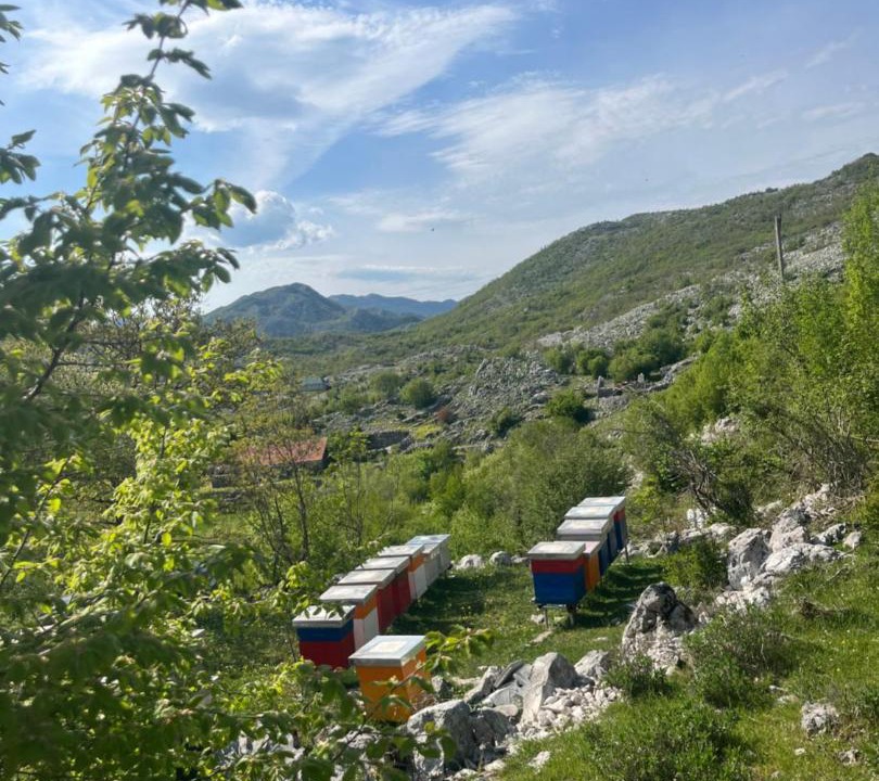 Photo of Others in Cetinje Municipality